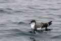 Buller's Shearwater