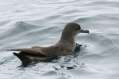 Sooty Shearwater