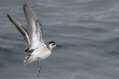 Red-necked Phalarope