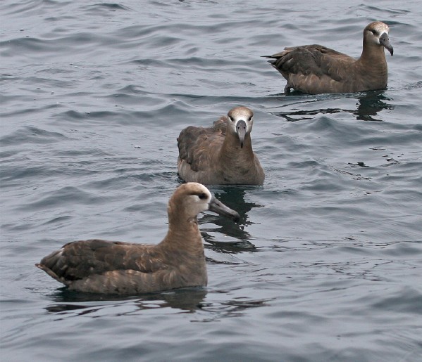 Black-footed Albatross