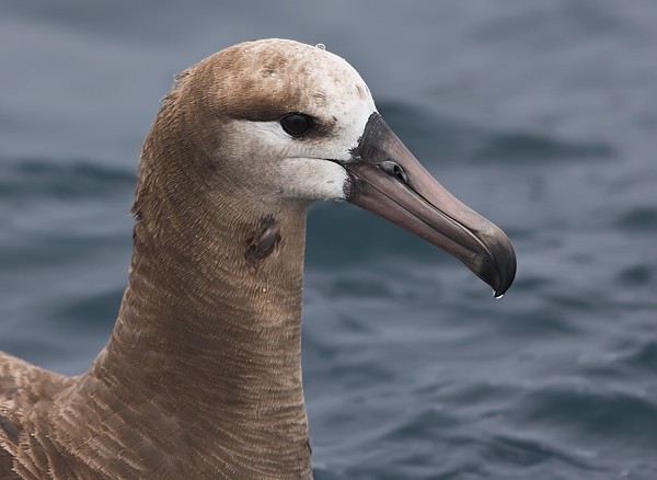 Black-footed Albatross