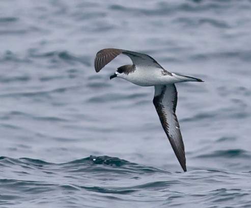 Hawaiian Petrel