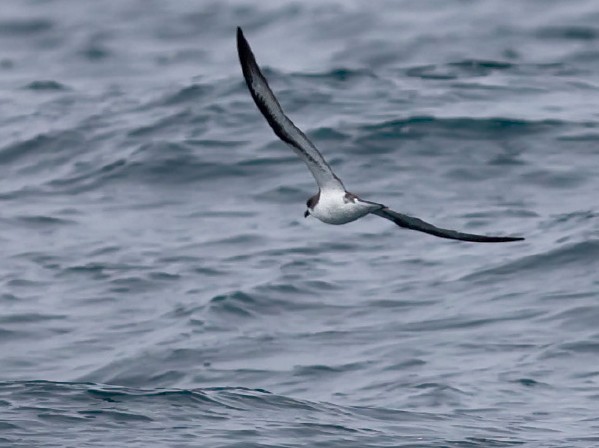 Hawaiian Petrel