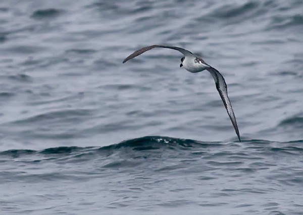 Hawaiian Petrel