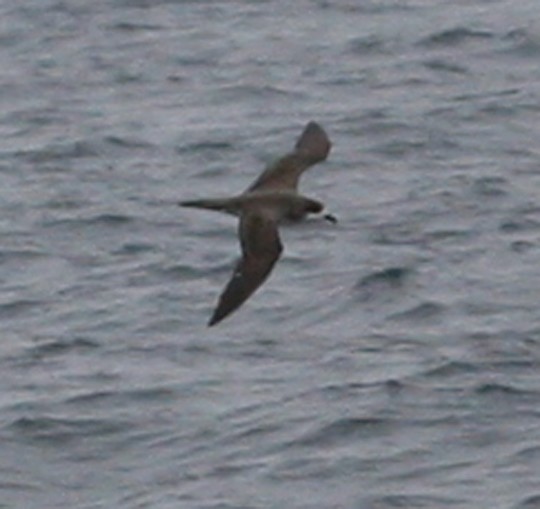 Hawaiian Petrel