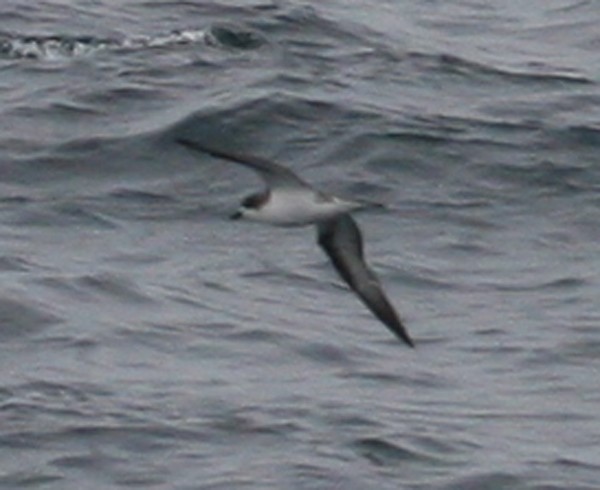 Hawaiian Petrel