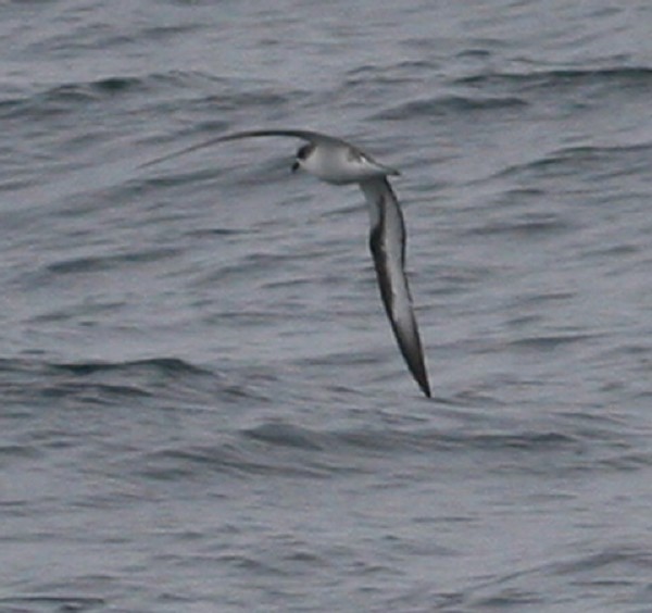 Hawaiian Petrel