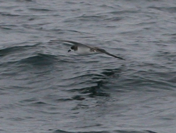 Hawaiian Petrel