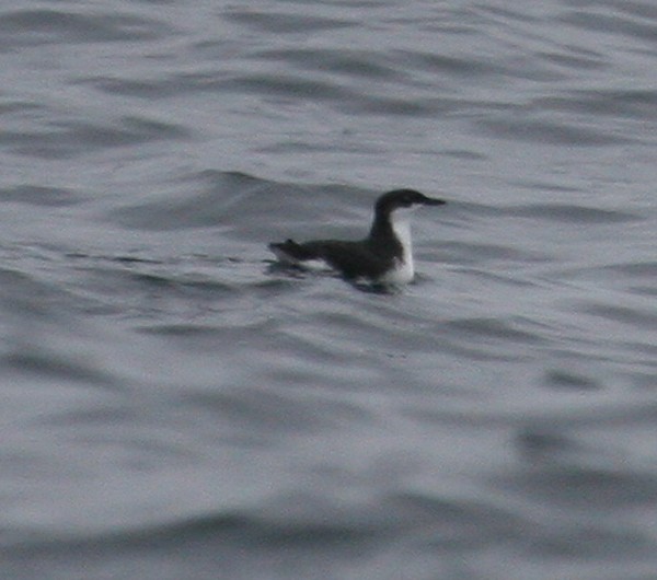 Xantus' Murrelet