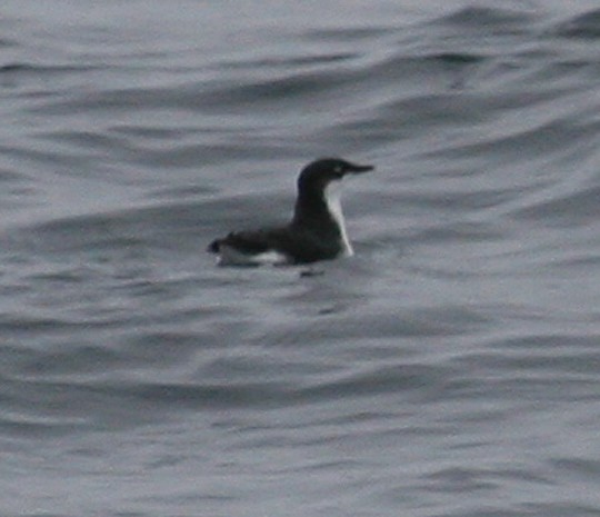 Xantus' Murrelet