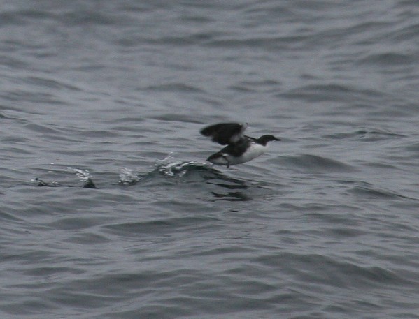 Xantus' Murrelet