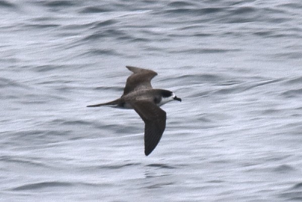 Hawaiian Petrel