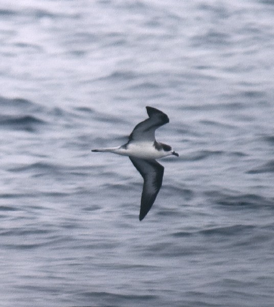 Hawaiian Petrel