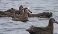 Black-footed Albatross