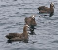 Black-footed Albatross