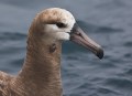 Black-footed Albatross