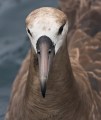 Black-footed Albatross