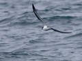 Hawaiian Petrel