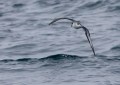 Hawaiian Petrel