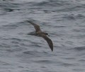 Hawaiian Petrel