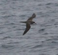 Hawaiian Petrel