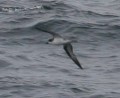 Hawaiian Petrel