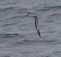 Hawaiian Petrel