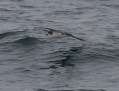 Hawaiian Petrel