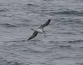 Hawaiian Petrel