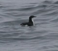 Xantus' Murrelet