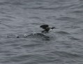 Xantus' Murrelet