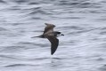 Hawaiian Petrel