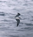 Hawaiian Petrel