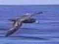 Flesh-footed Shearwater