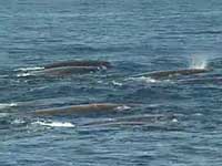 Pod of Baird's Beaked Whales