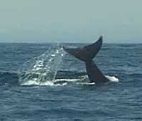 Baird's Beaked Whale lobtailing