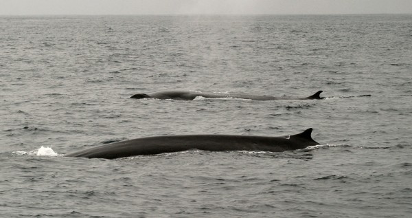 Fin Whales