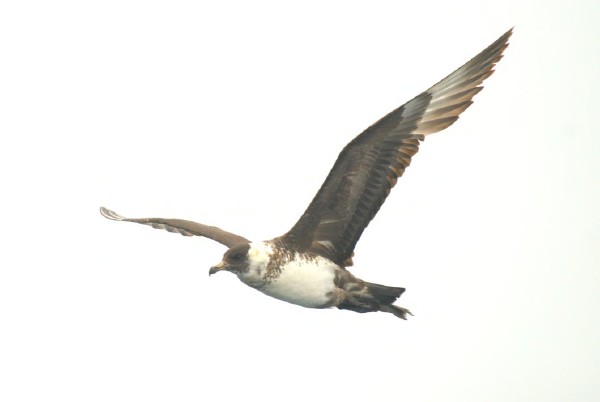 Pomarine Jaeger