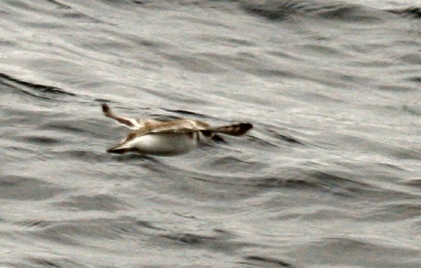 Snowy Plover