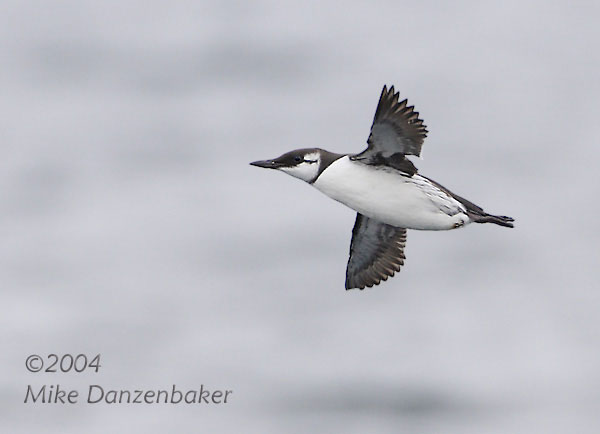 Common Murre