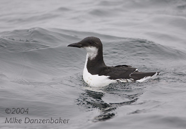 Thick-billed Murre