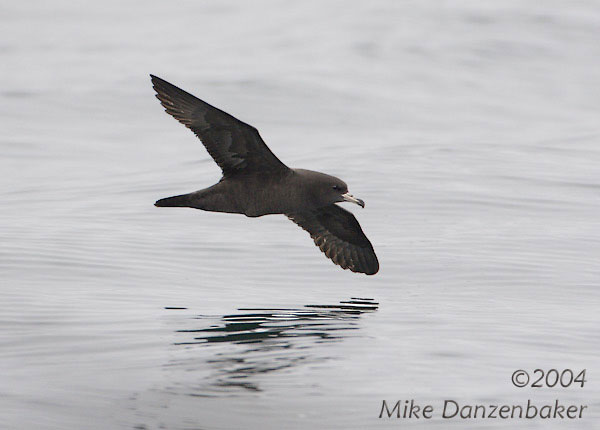 Flesh-footed Shearwater