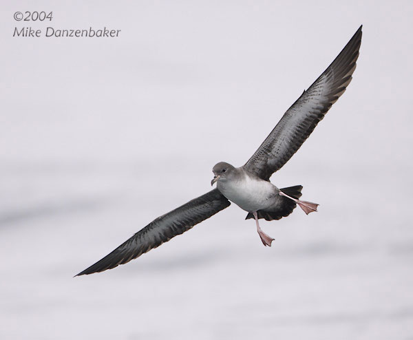 Pink-footed Shearwater