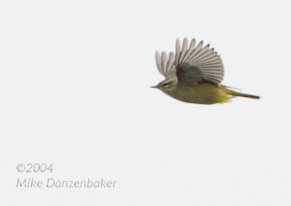 Palm Warbler