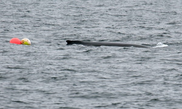 Humback Whale