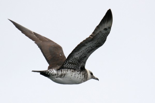 Pomarine Jaeger