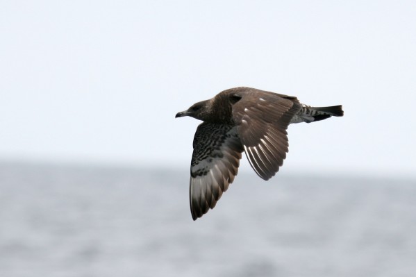 Pomarine Jaeger