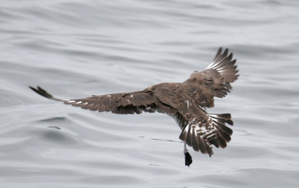 Pomarine Jaeger