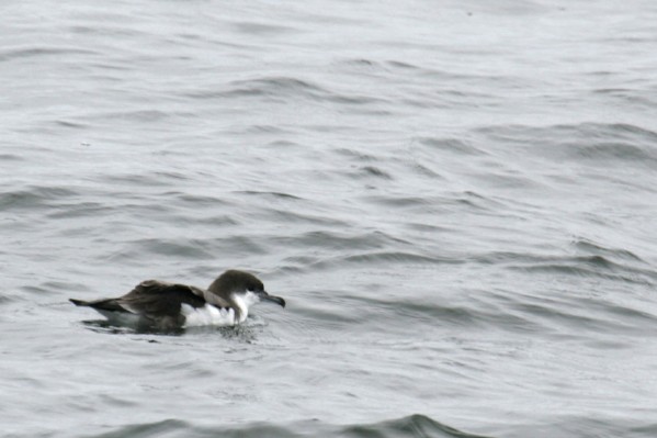 Buller's Shearwater