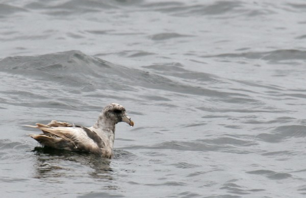 Northern Fulmar